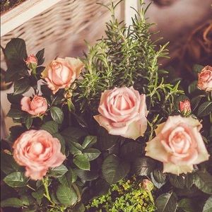 Meet your Posher, Jessie